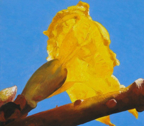 Forsythia, oil on canvas, 42 x 46 in.
