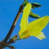 Forsythia, oil on canvas, 42 x 46 in.